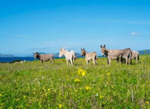 Sardaigne insolite : Les ânes blancs de l'Asinara